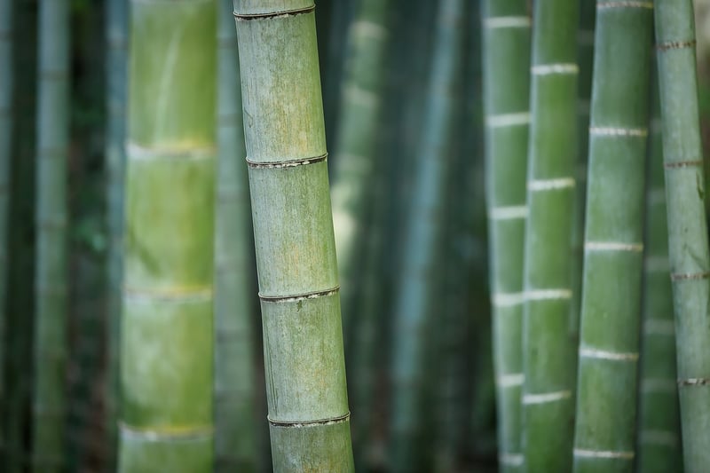 Bamboo Furniture